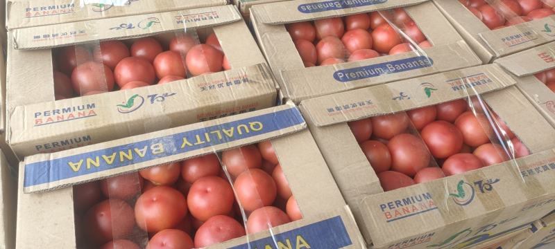 河南省安阳市安阳县硬粉西红柿大量上市九成红颜色亮