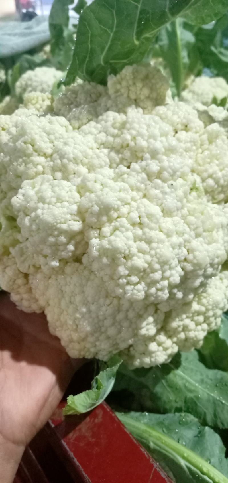 松花菜，散花，松花，有机菜花，咸阳有机花，陕西松花，三原