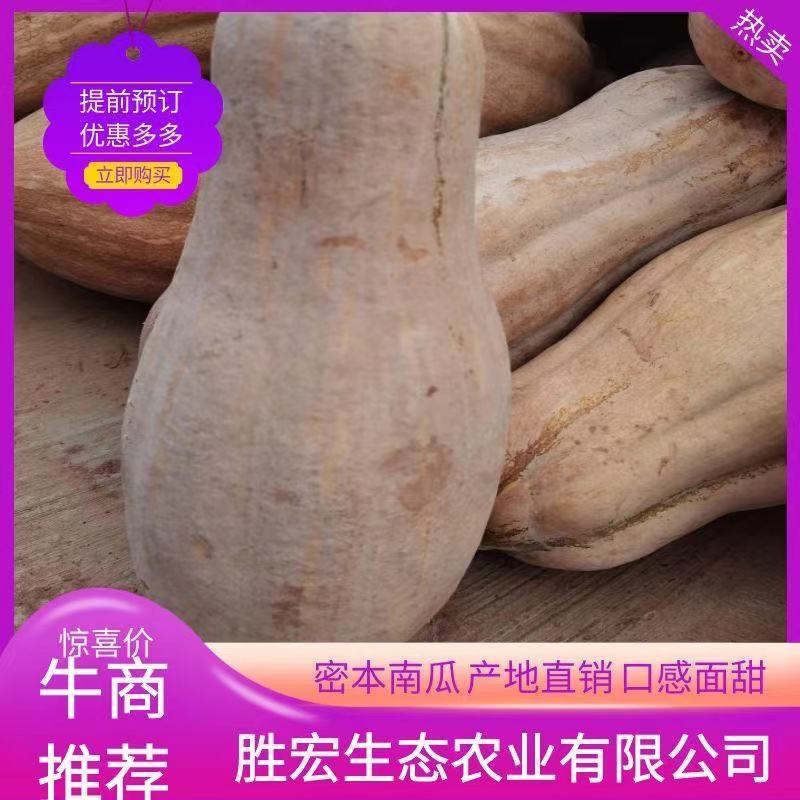 精品密本南瓜粉糯面甜大量上市先到先的全国供应