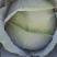 双龙三号莲花菜甘肃靖远包菜色泽鲜艳口感好爱