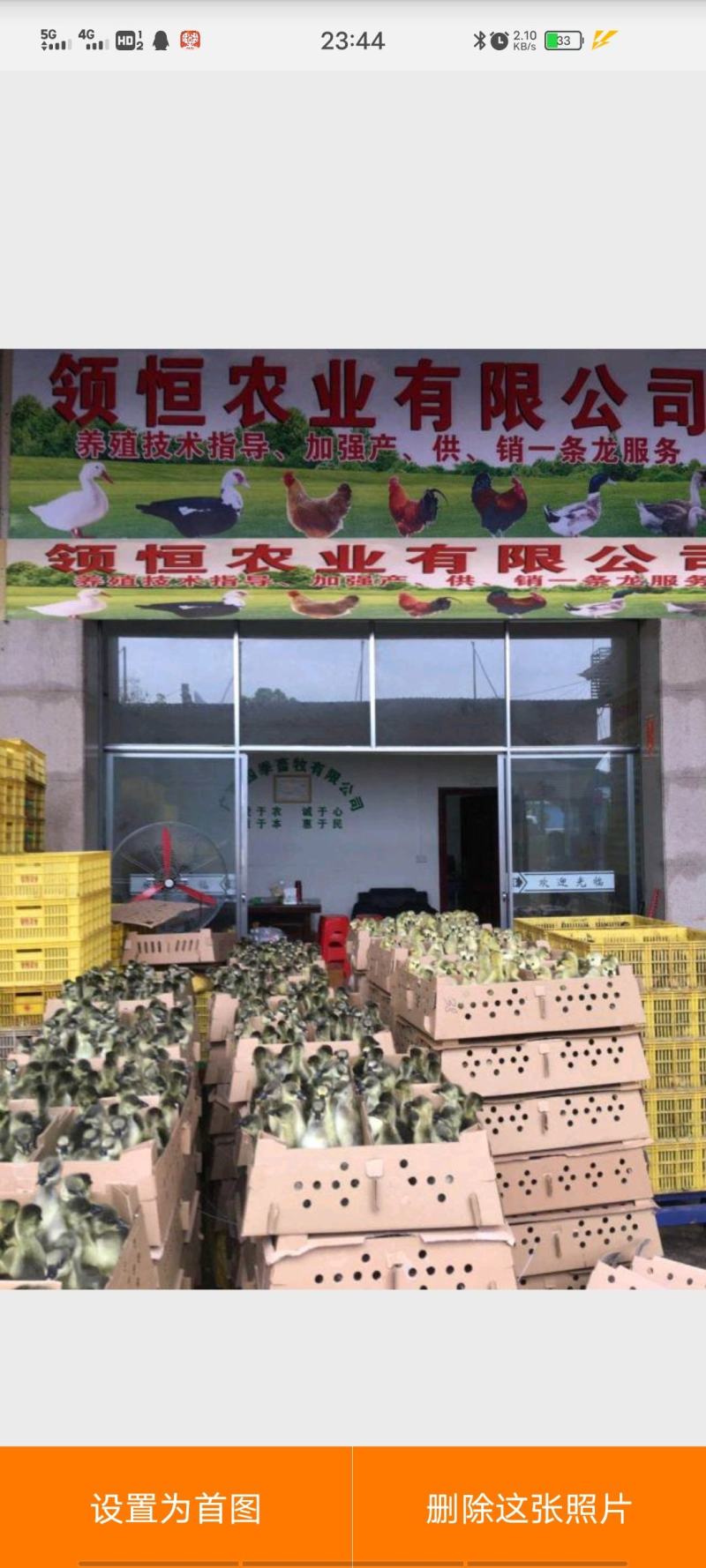 清远麻鸡苗土鸡苗【企业店铺认证安全有保障】