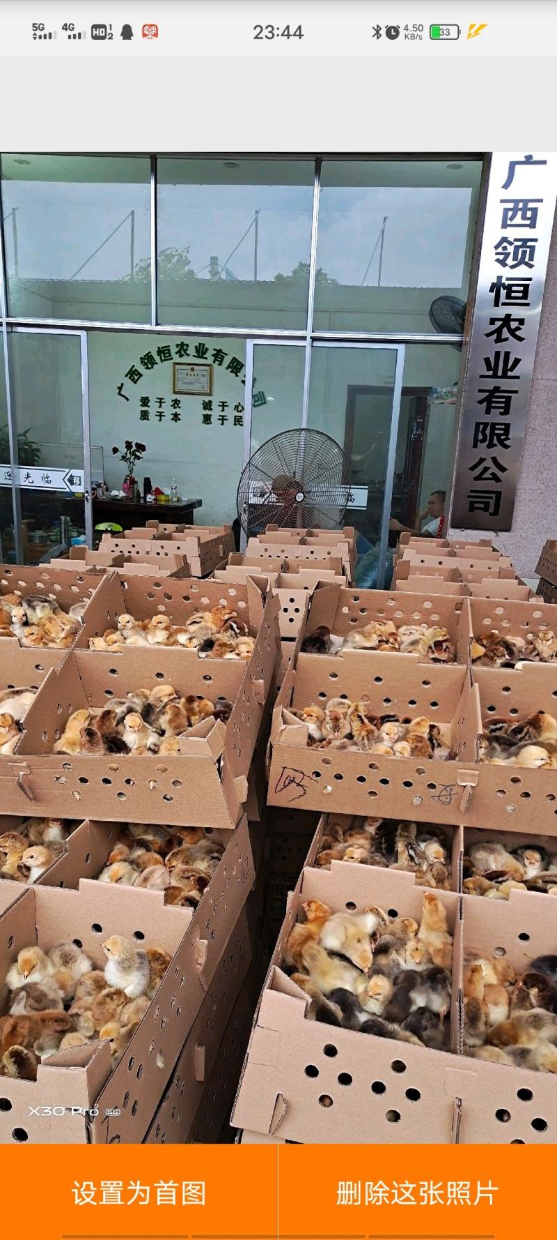 清远麻鸡苗土鸡苗【企业店铺认证安全有保障】