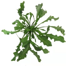 陕西西安野生荠荠菜野菜一手货源快递一件代发，仓储物流