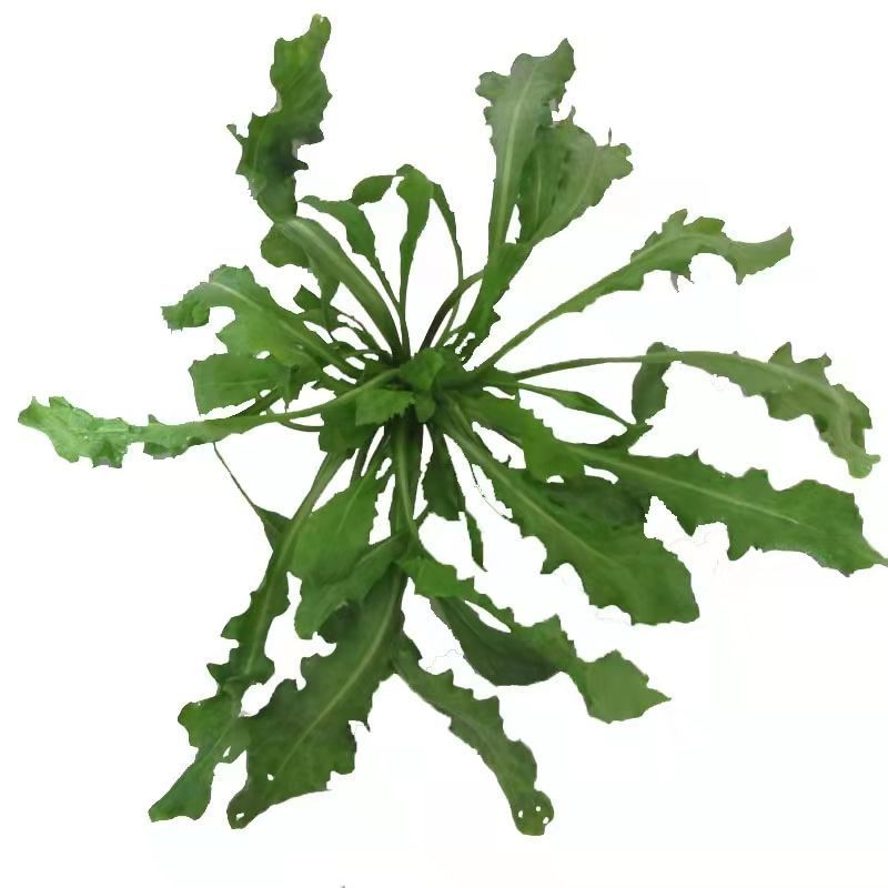 陕西西安野生荠荠菜野菜一手货源快递一件代发，仓储物流