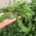 陕西西安野生荠荠菜野菜一手货源快递一件代发，仓储物流
