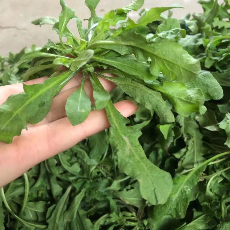 陕西西安野生荠荠菜野菜一手货源快递一件代发，仓储物流