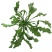 陕西西安野生荠荠菜野菜一手货源快递一件代发，仓储物流