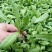 陕西西安野生荠荠菜野菜一手货源快递一件代发，仓储物流