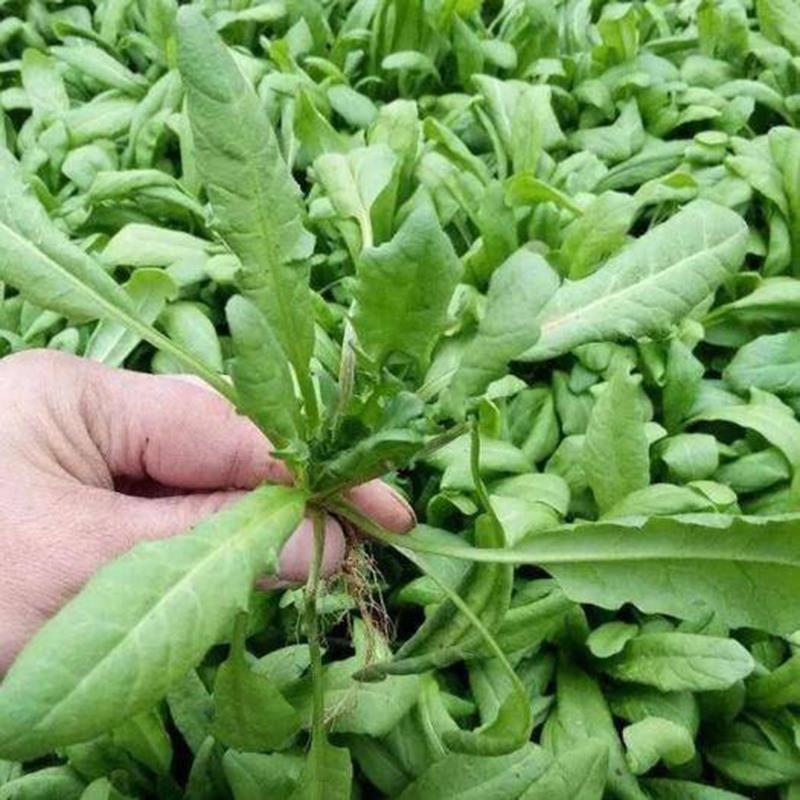 陕西西安野生荠荠菜野菜一手货源快递一件代发，仓储物流