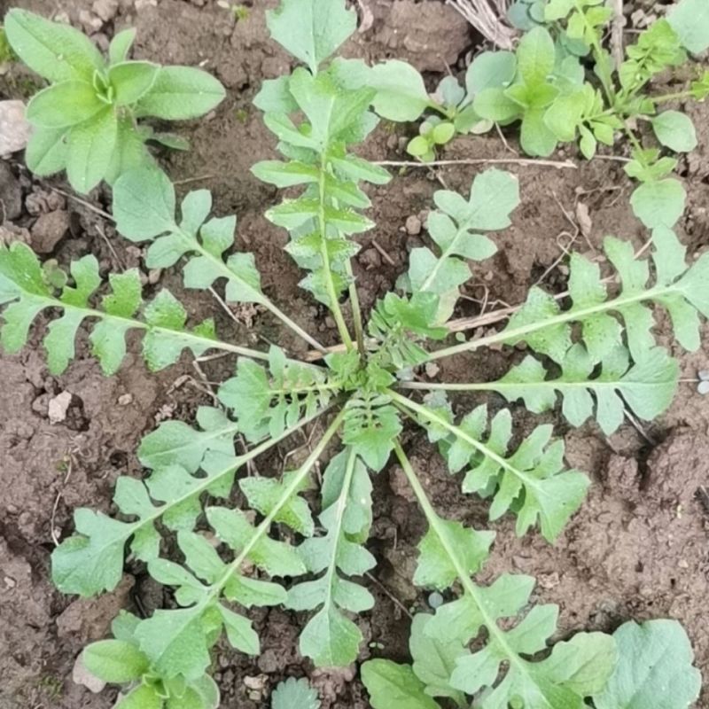 陕西西安野生荠荠菜野菜一手货源快递一件代发，仓储物流