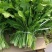 陕西西安野生荠荠菜野菜一手货源快递一件代发，仓储物流