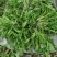 陕西西安野生荠荠菜野菜一手货源快递一件代发，仓储物流