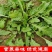 陕西西安野生荠荠菜野菜一手货源快递一件代发，仓储物流