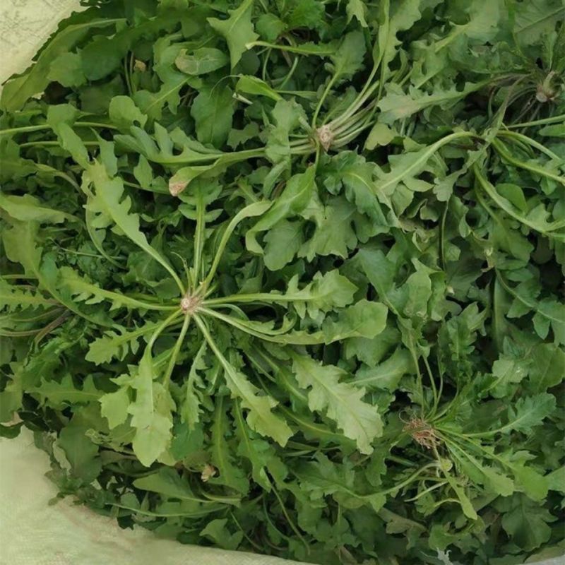 陕西西安野生荠荠菜野菜一手货源快递一件代发，仓储物流