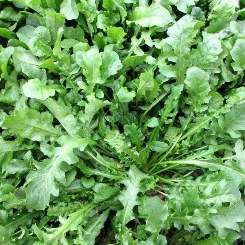陕西西安野生荠荠菜野菜一手货源快递一件代发，仓储物流