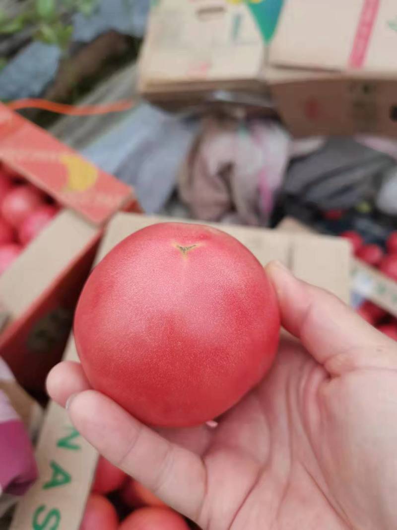 西红柿