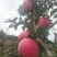 甘肃庄浪静宁红富士苹果75-85mm优质一手优质货源