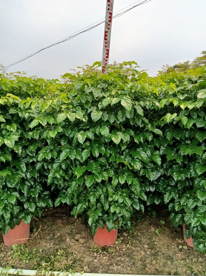 绿宝，观赏植物，净化空气，基地直销，价格实惠，