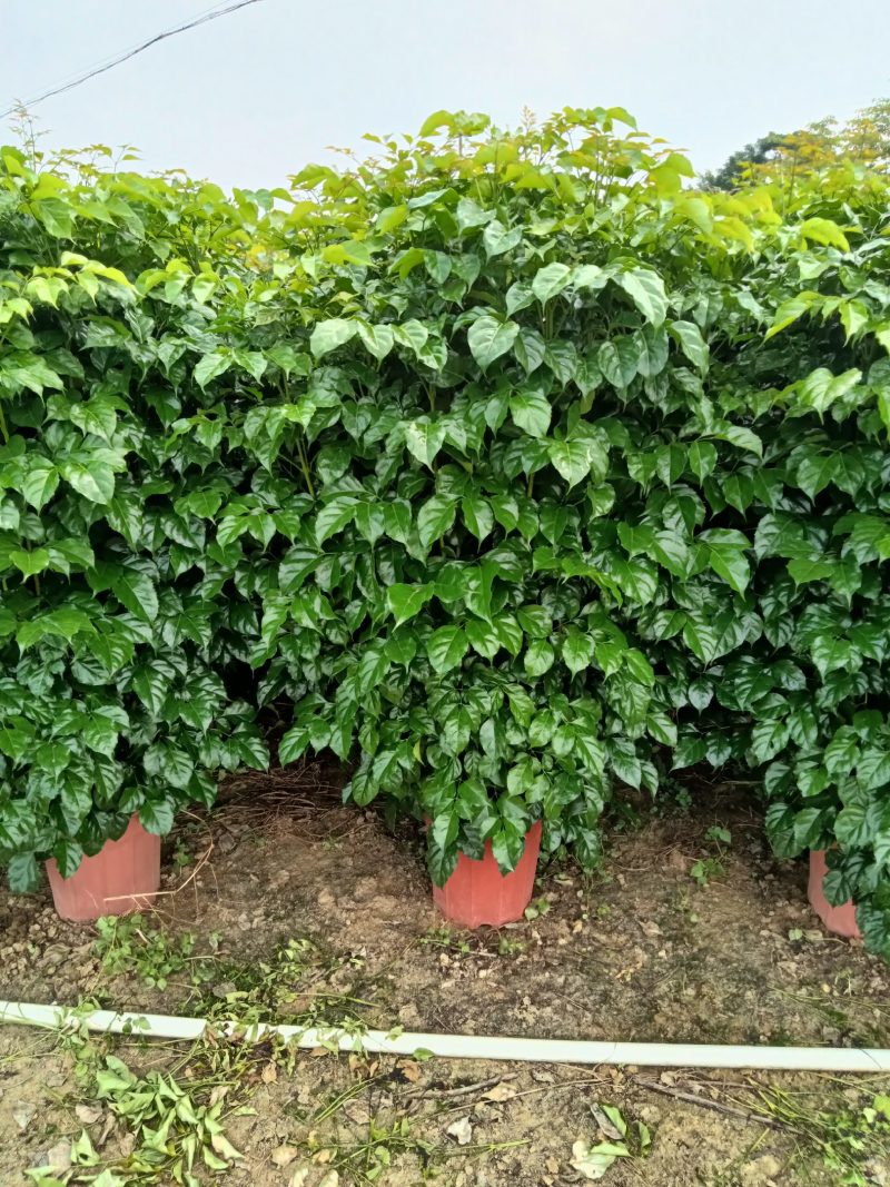 绿宝，观赏植物，净化空气，基地直销，价格实惠，