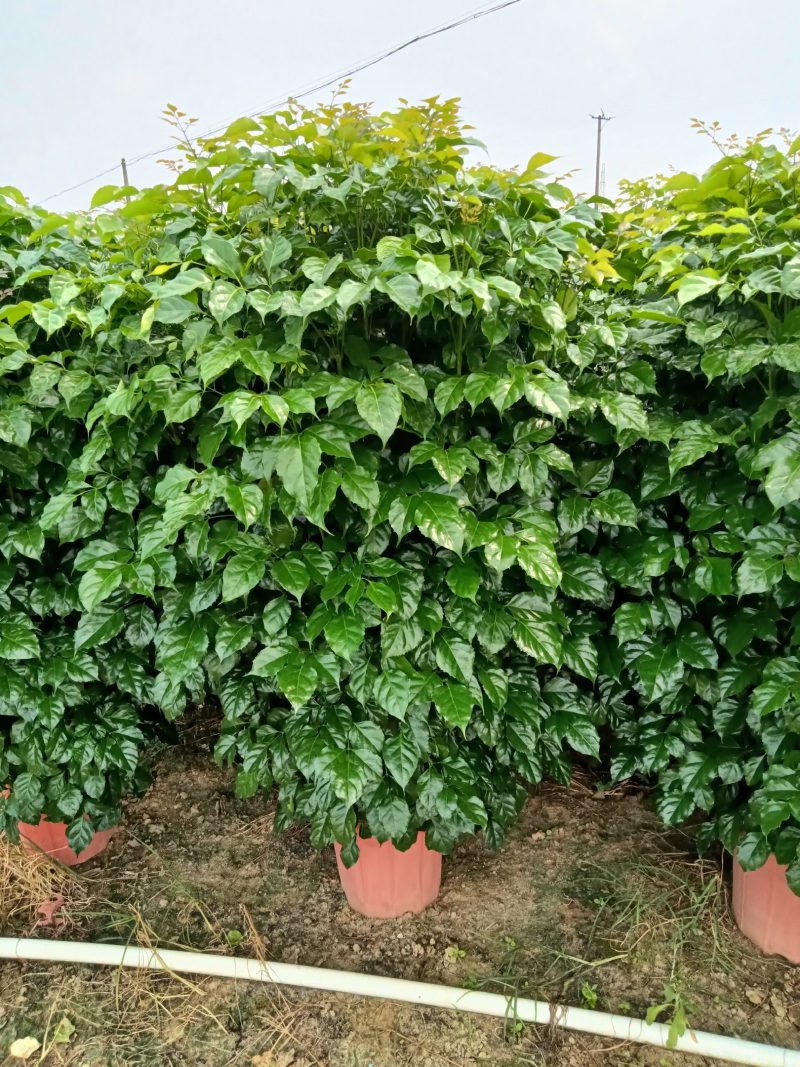 绿宝，观赏植物，净化空气，基地直销，价格实惠，