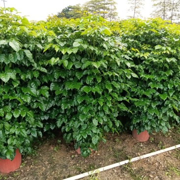 绿宝，观赏植物，净化空气，基地直销，价格实惠，