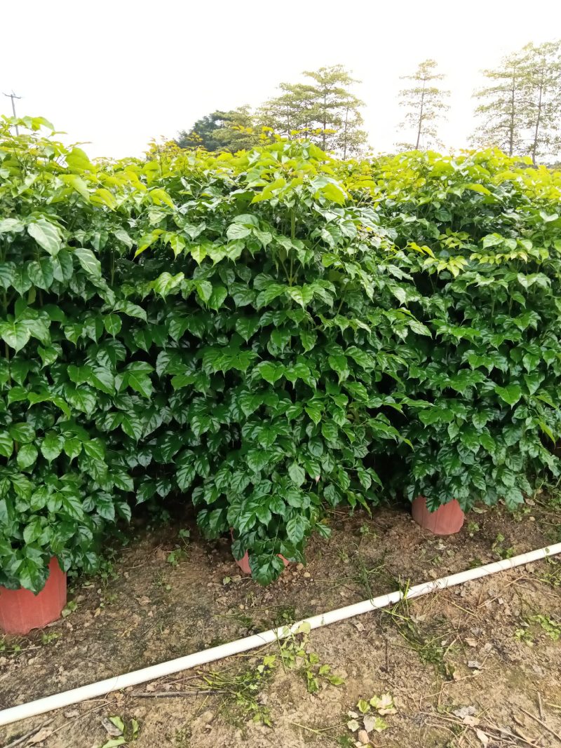 绿宝，观赏植物，净化空气，基地直销，价格实惠，