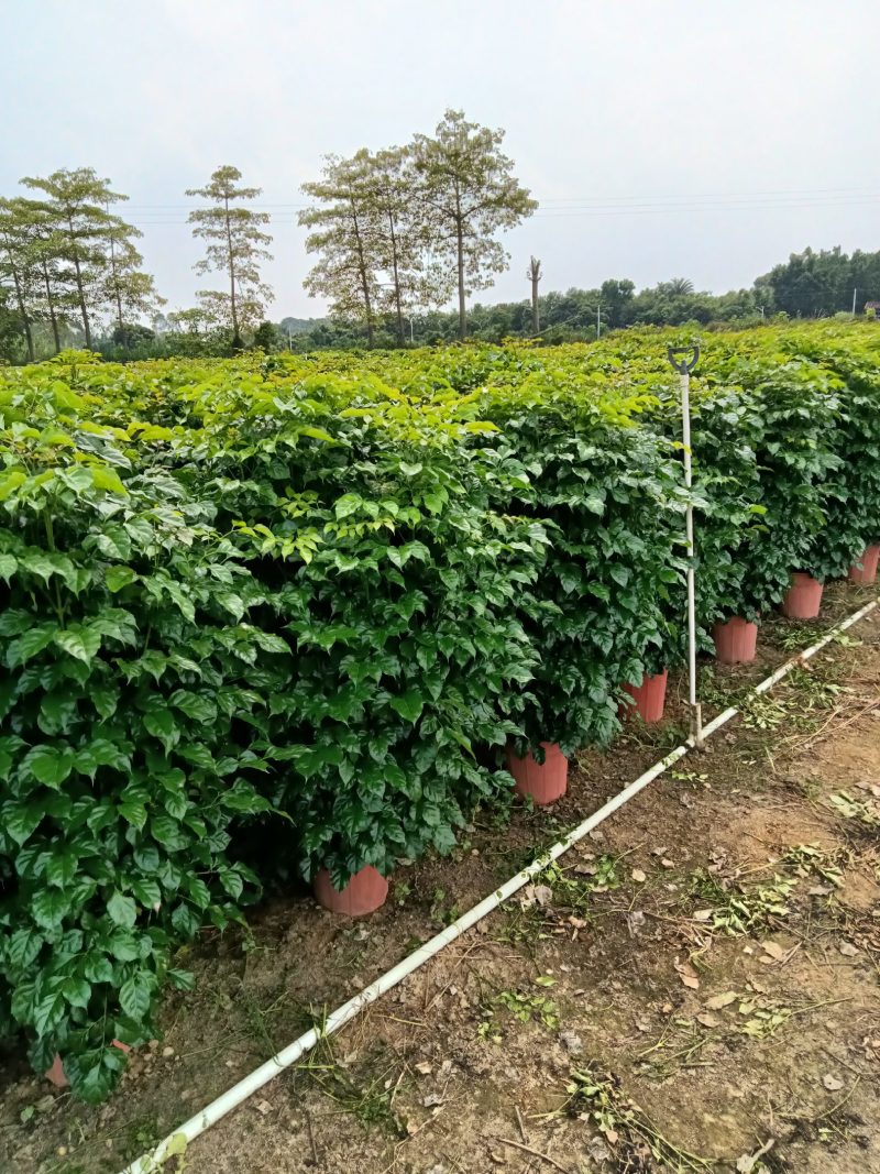 绿宝，观赏植物，净化空气，基地直销，价格实惠，