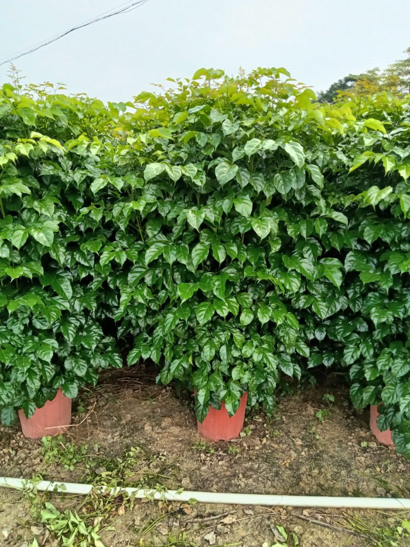 绿宝，观赏植物，净化空气，基地直销，价格实惠，