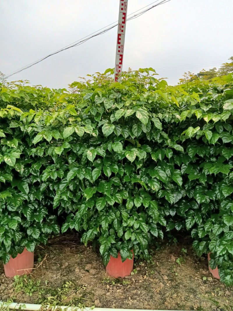 绿宝，观赏植物，净化空气，基地直销，价格实惠，