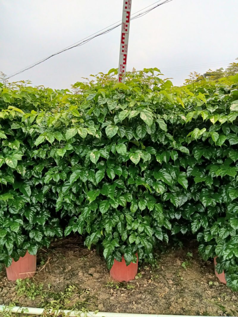绿宝，观赏植物，净化空气，基地直销，价格实惠，