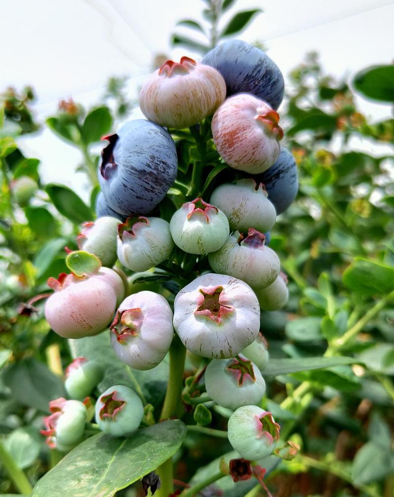 云南露天蓝莓新鲜采摘、脆甜大果、基地直发欢迎采购
