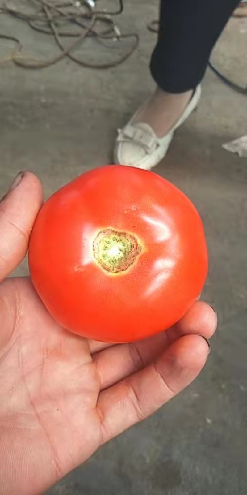 硬粉西红柿