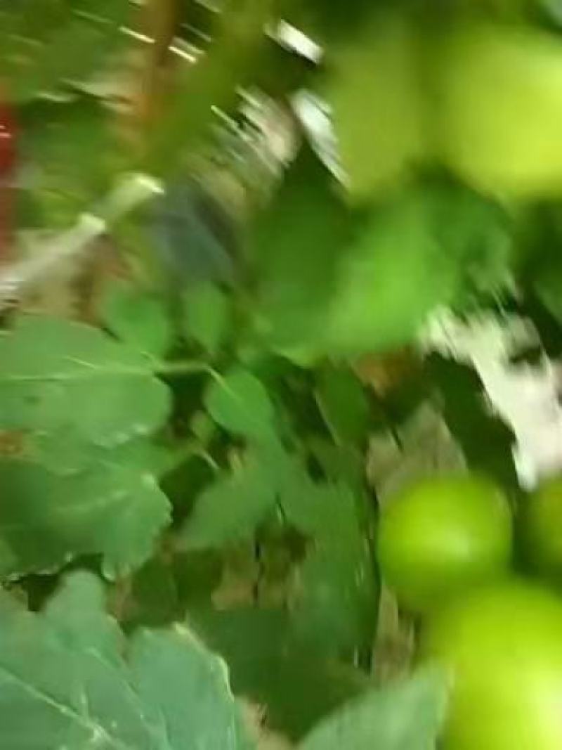 硬粉西红柿