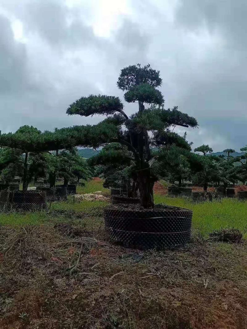 罗汉松