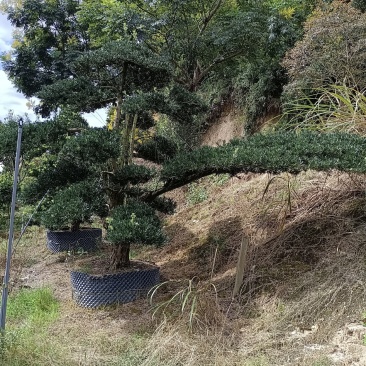 罗汉松