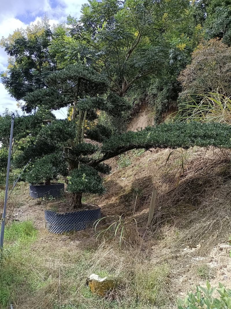 罗汉松