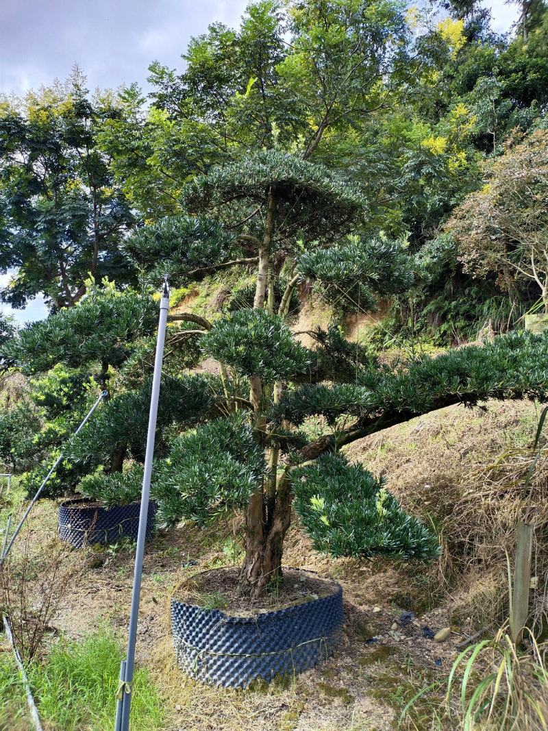 罗汉松