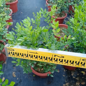 九里香，观赏植物，净化空气，基地现货，价格实惠，