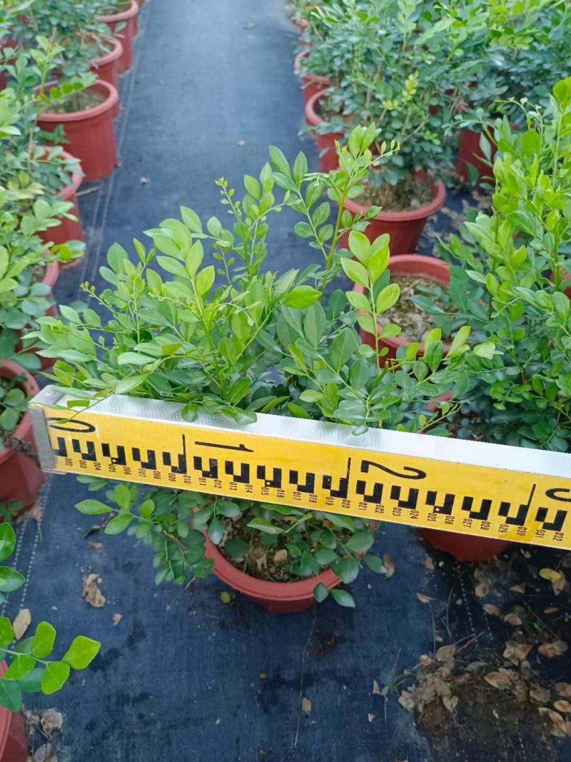 九里香，观赏植物，净化空气，基地现货，价格实惠，