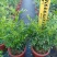 九里香，观赏植物，净化空气，基地现货，价格实惠，