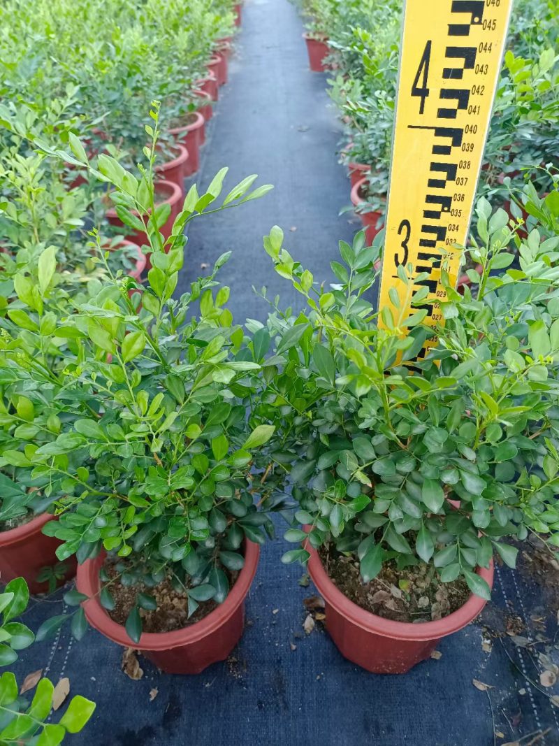 九里香，观赏植物，净化空气，基地现货，价格实惠，