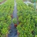 九里香，观赏植物，净化空气，基地现货，价格实惠，