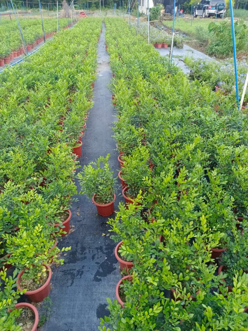 九里香，观赏植物，净化空气，基地现货，价格实惠，