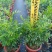 九里香，观赏植物，净化空气，基地现货，价格实惠，