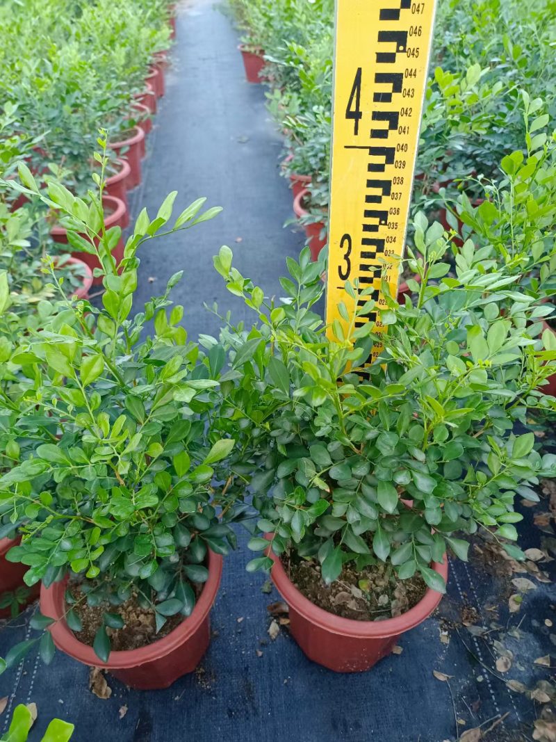 九里香，观赏植物，净化空气，基地现货，价格实惠，