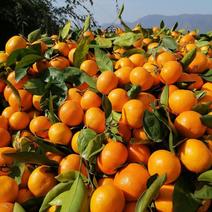 陕西汉中高山坡地蜜橘，皮薄，无籽，颜色好，质量好，口感好