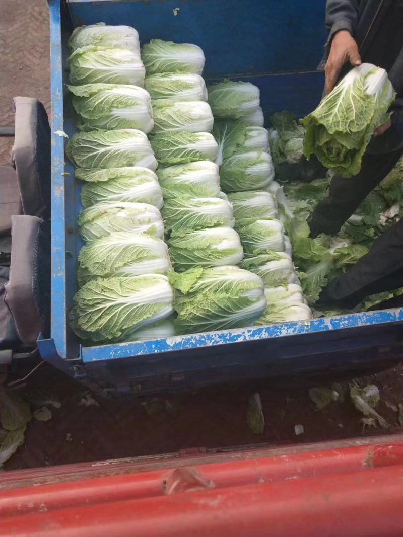 黄心白菜