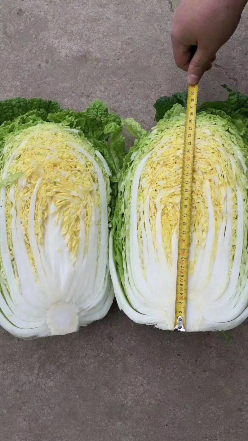 黄心白菜
