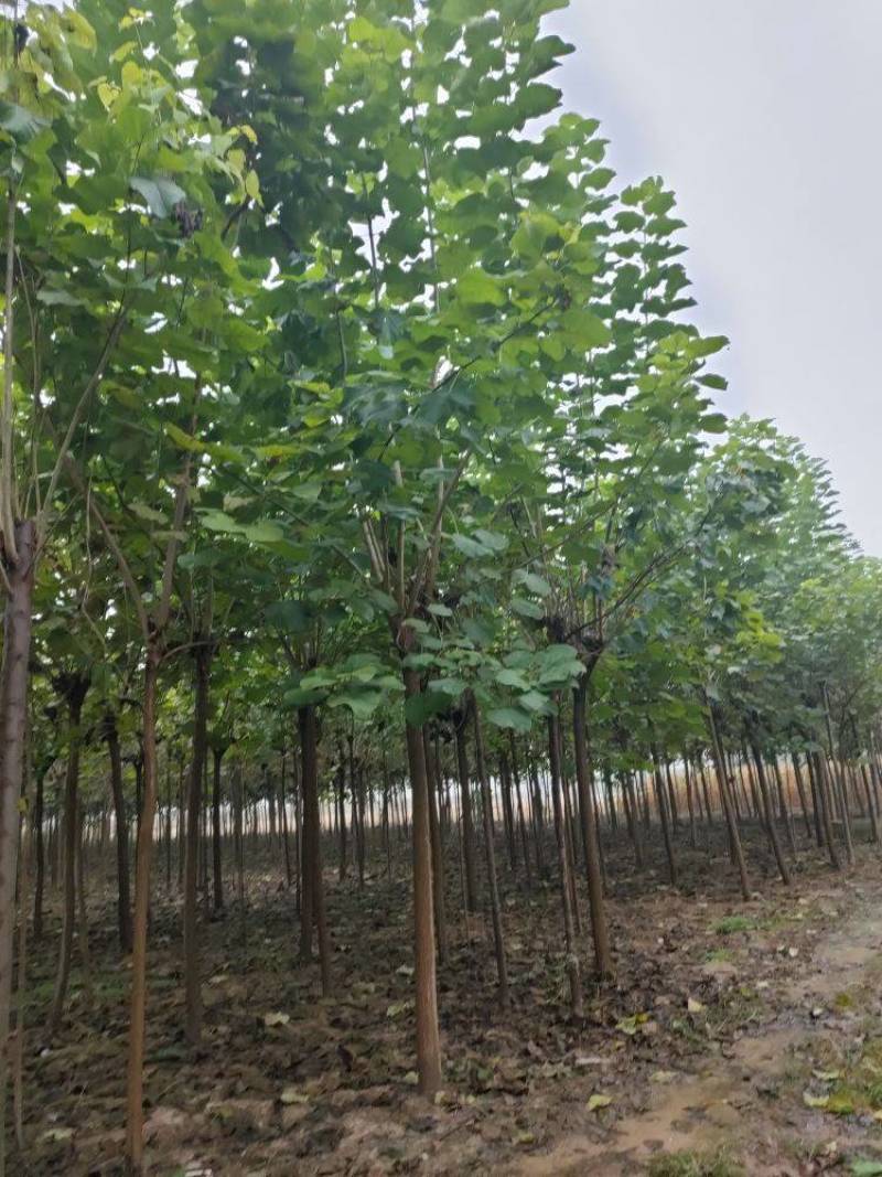 楸树，2公分楸树，5公分楸树，15公分楸，10公分楸树
