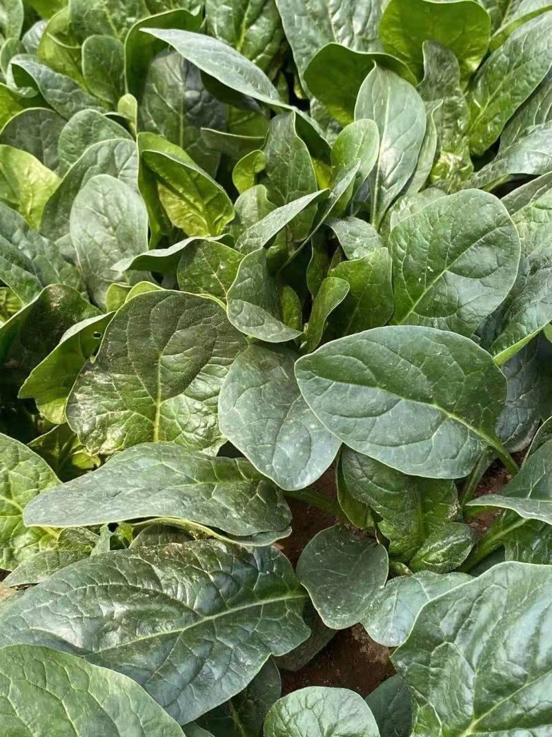 精品大叶菠菜，大量上市中，高度二十五到二十七公分